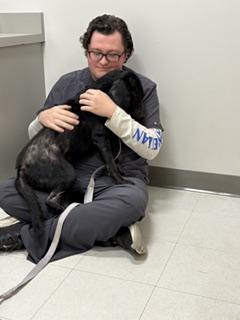 Enlarge Merle, a Adoptable Labrador Retriever in Arlington, TN image 4/5