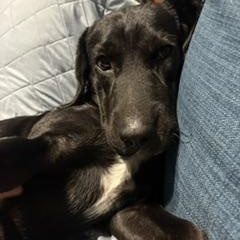 Merle, Adoptable, Young Female Labrador Retriever.