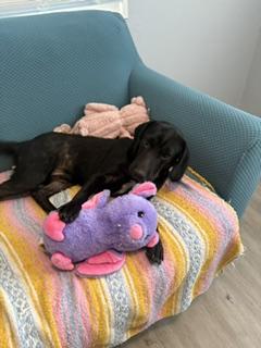Enlarge Merle, a Adoptable Labrador Retriever in Arlington, TN image 3/5