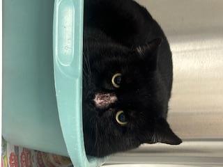 BATSON, Adoptable, Adult Male Domestic Short Hair.