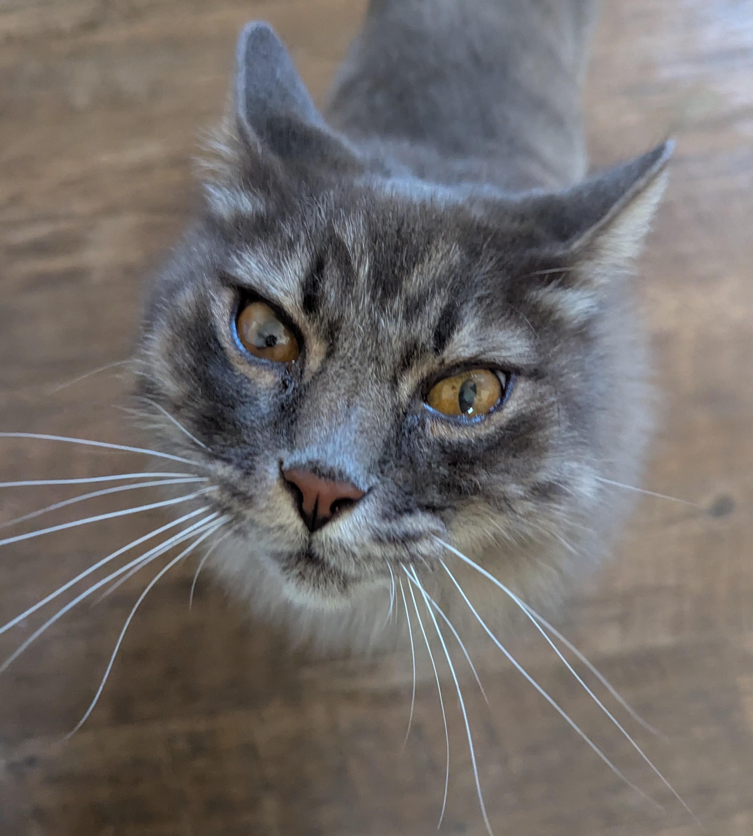 Enlarge BO & HOPE - Bonded Pair, a Adoptable Domestic Long Hair in Prescott, AZ image 4/5