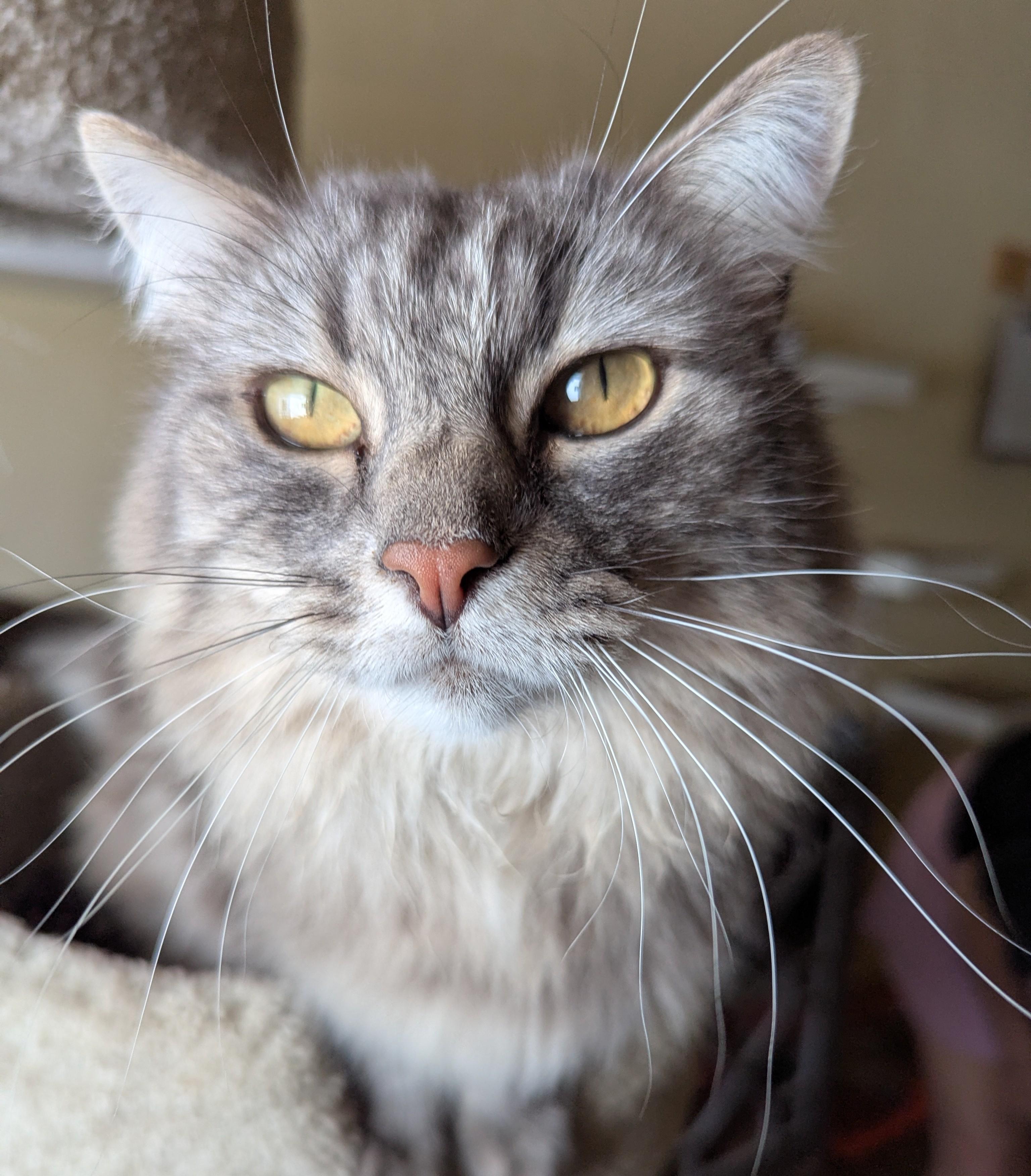 Enlarge BO & HOPE - Bonded Pair, a Adoptable Domestic Long Hair in Prescott, AZ image 5/5
