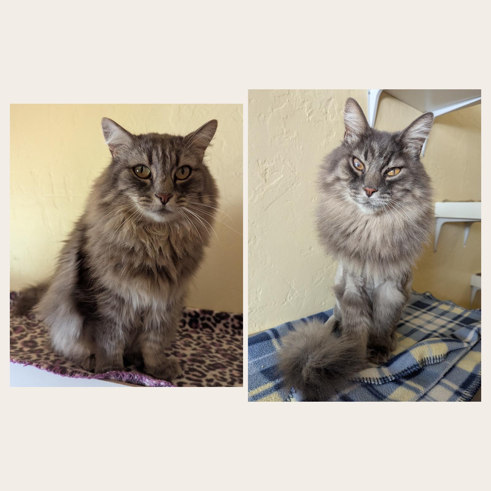 BO & HOPE - Bonded Pair, Adoptable, Adult Male Domestic Long Hair.