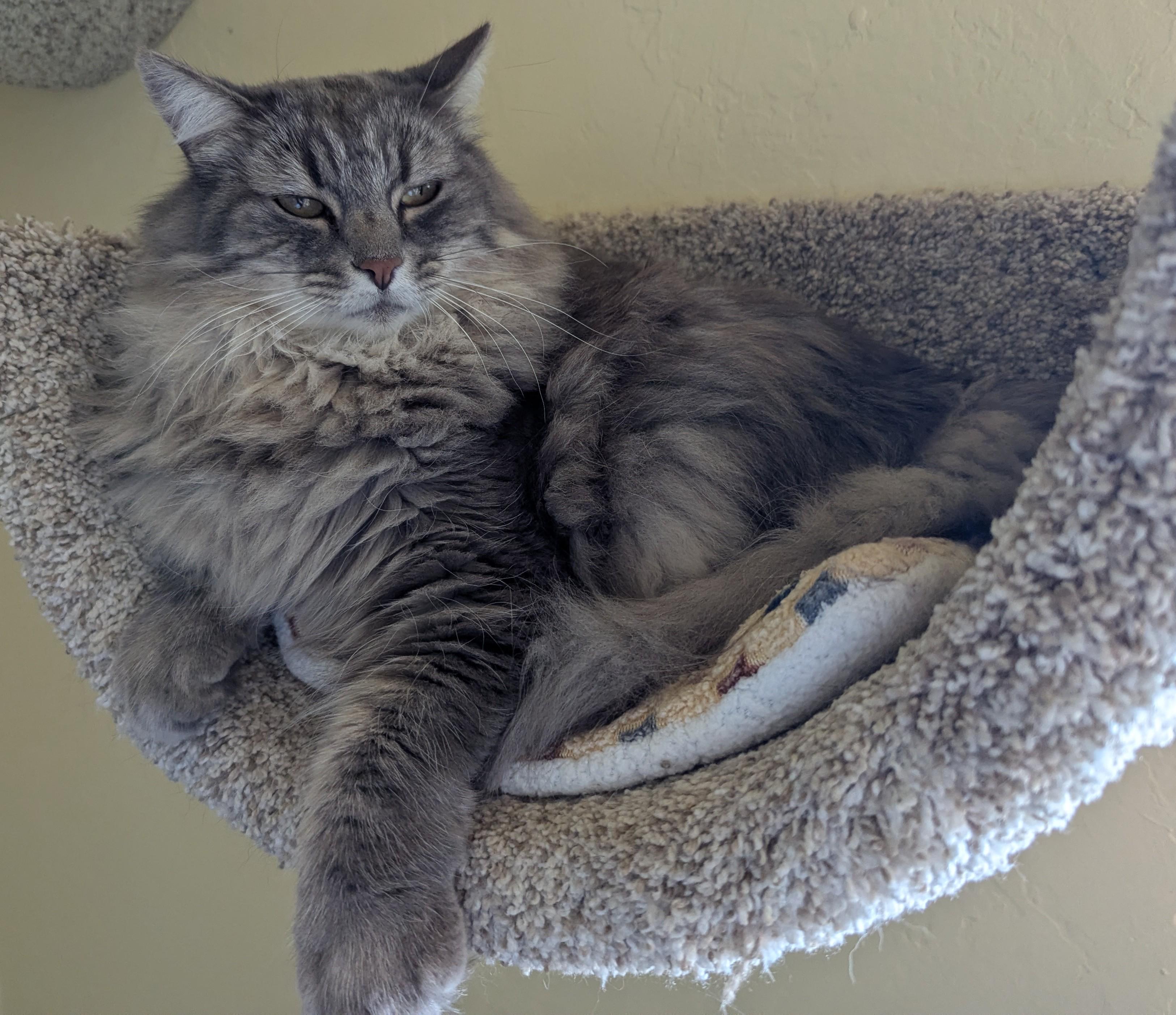Enlarge BO & HOPE - Bonded Pair, a Adoptable Domestic Long Hair in Prescott, AZ image 3/5