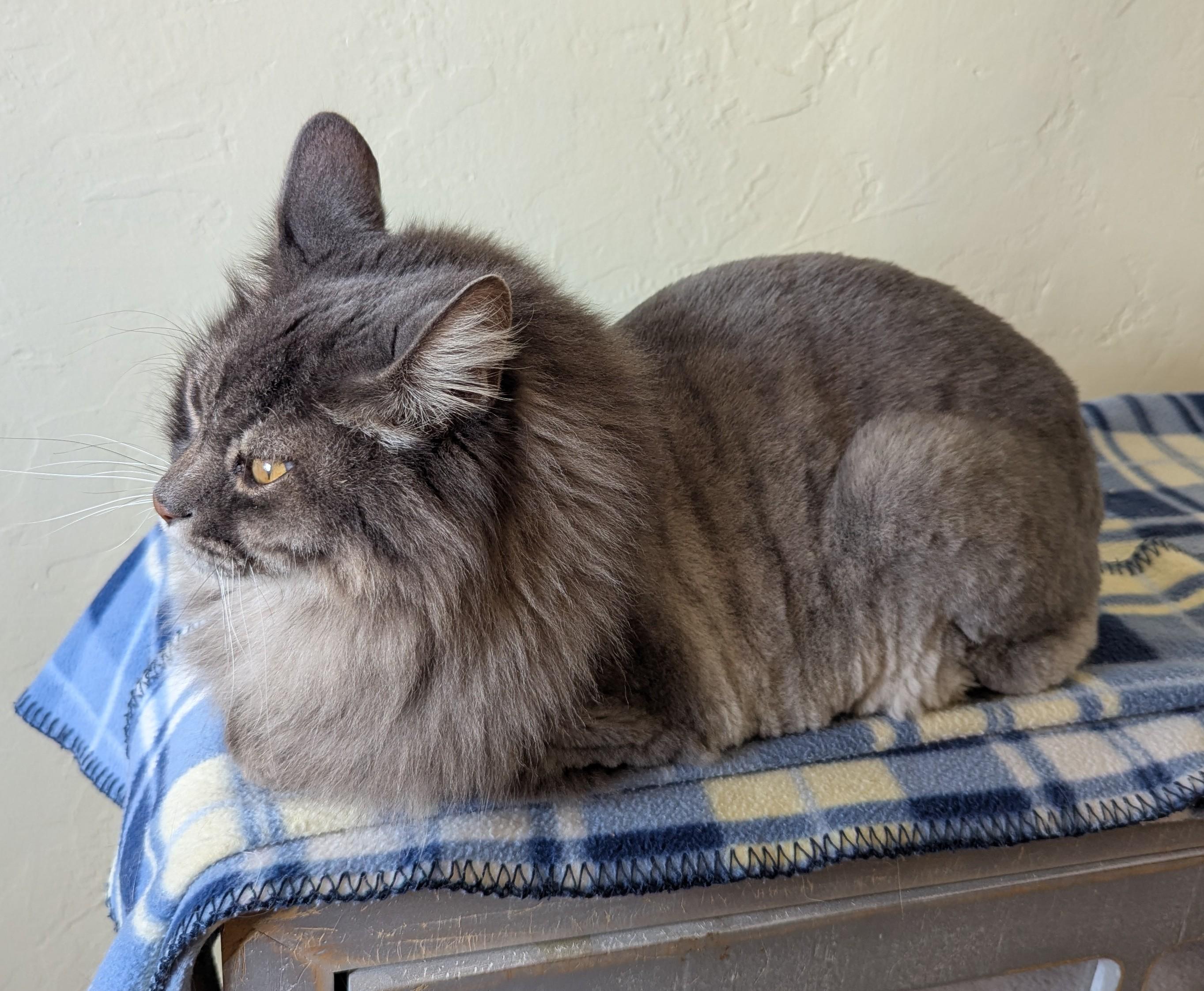 Enlarge BO & HOPE - Bonded Pair, a Adoptable Domestic Long Hair in Prescott, AZ image 2/5