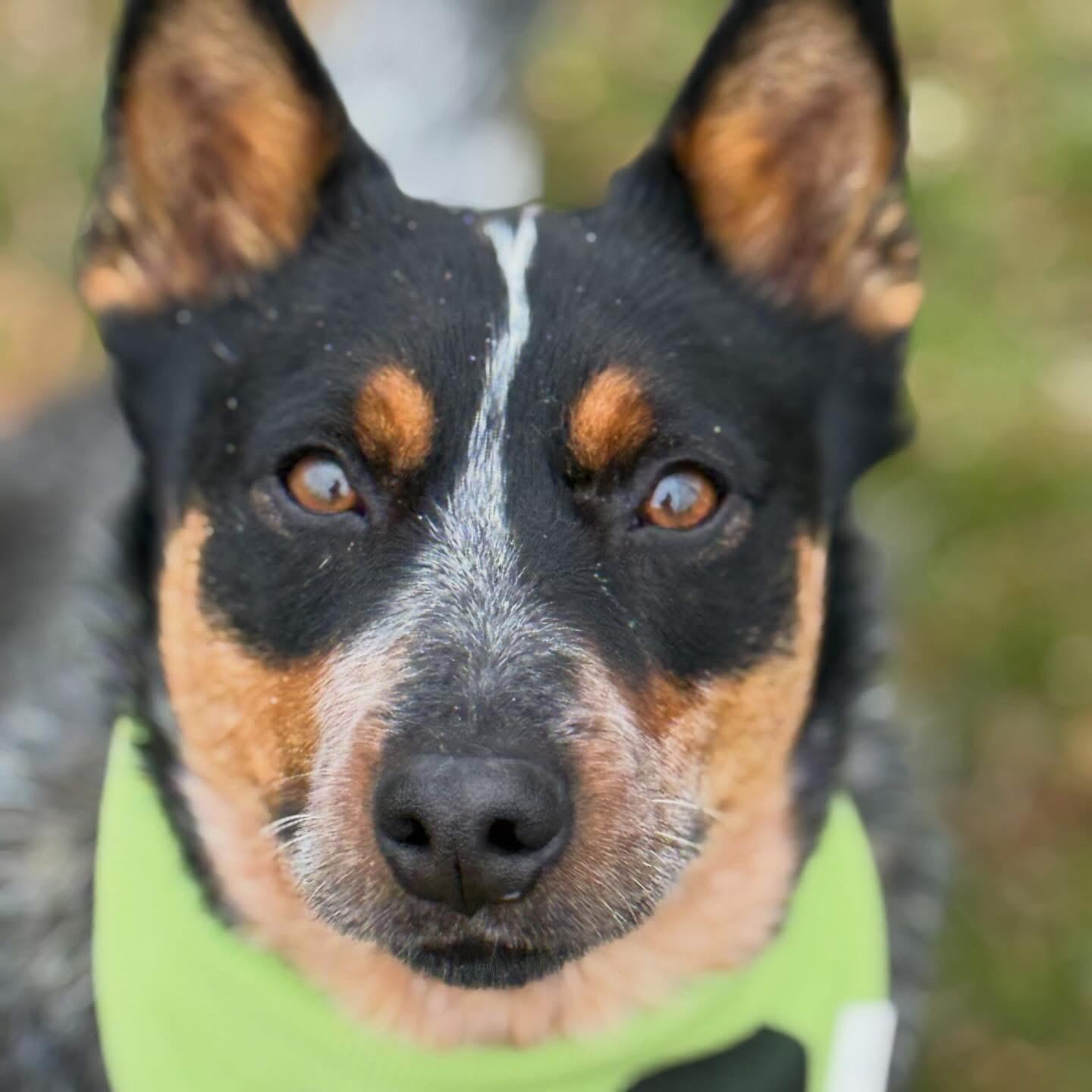 Jerry, an adopted Australian Cattle Dog / Blue Heeler in Lebanon, TN image 3/3