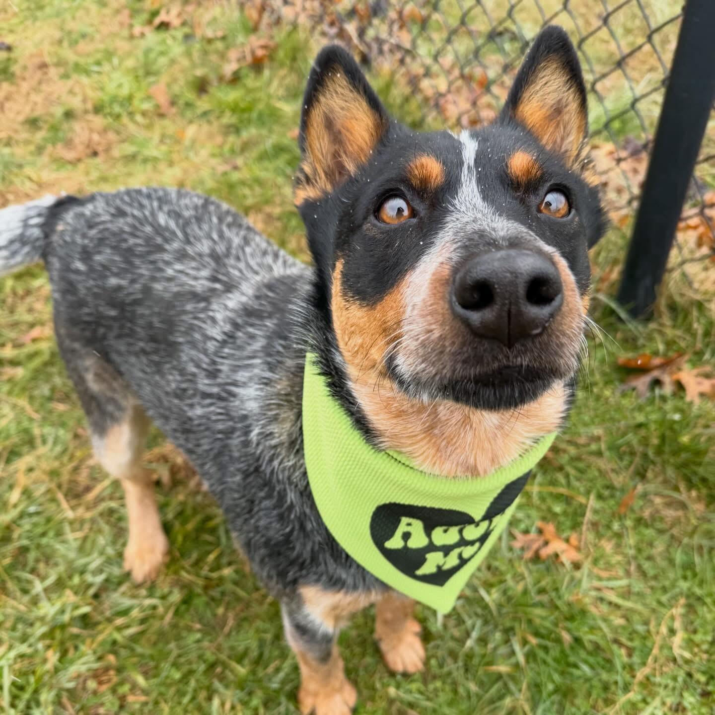 Jerry, an adopted Australian Cattle Dog / Blue Heeler in Lebanon, TN image 2/3