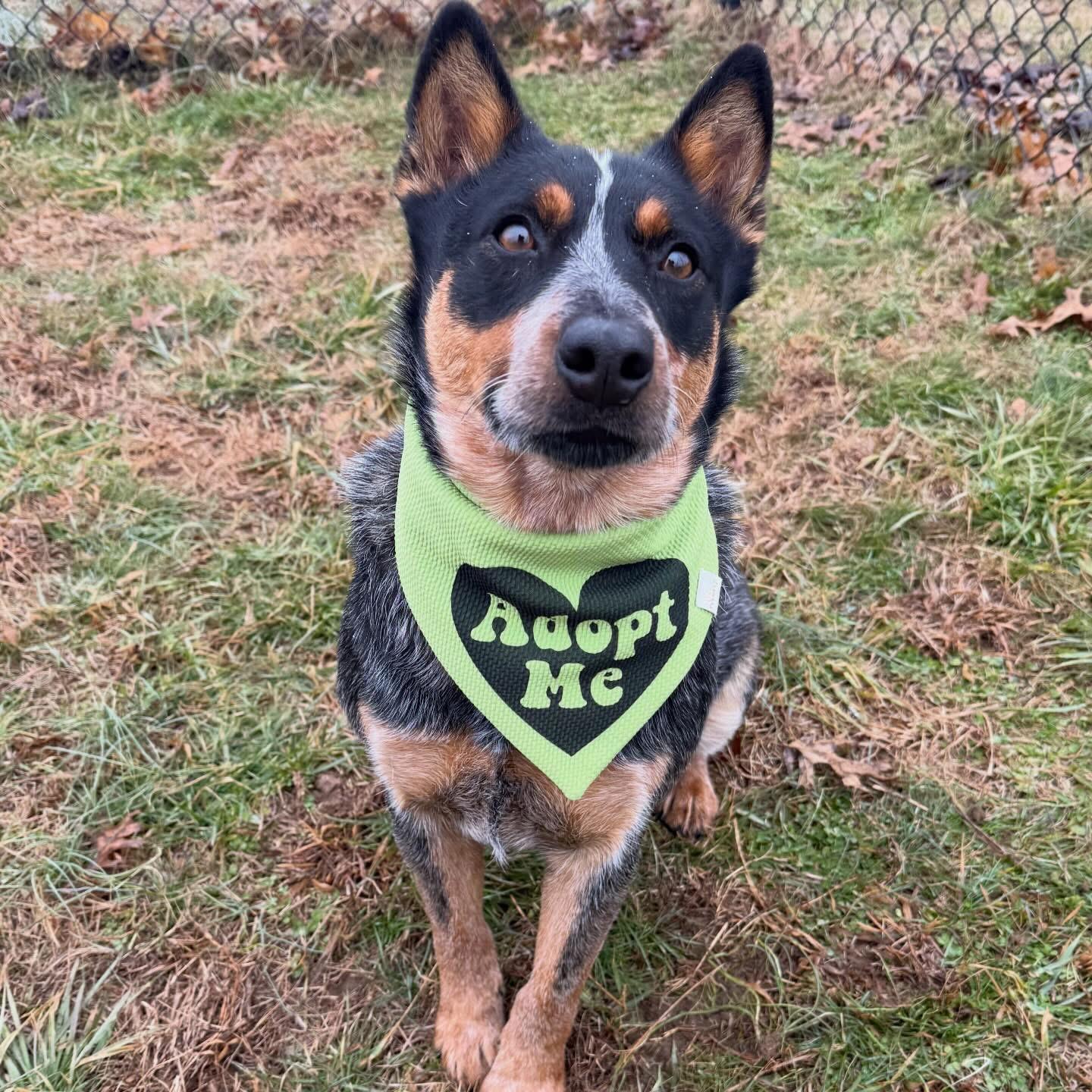 Jerry, adopted, Young Male Australian Cattle Dog / Blue Heeler.