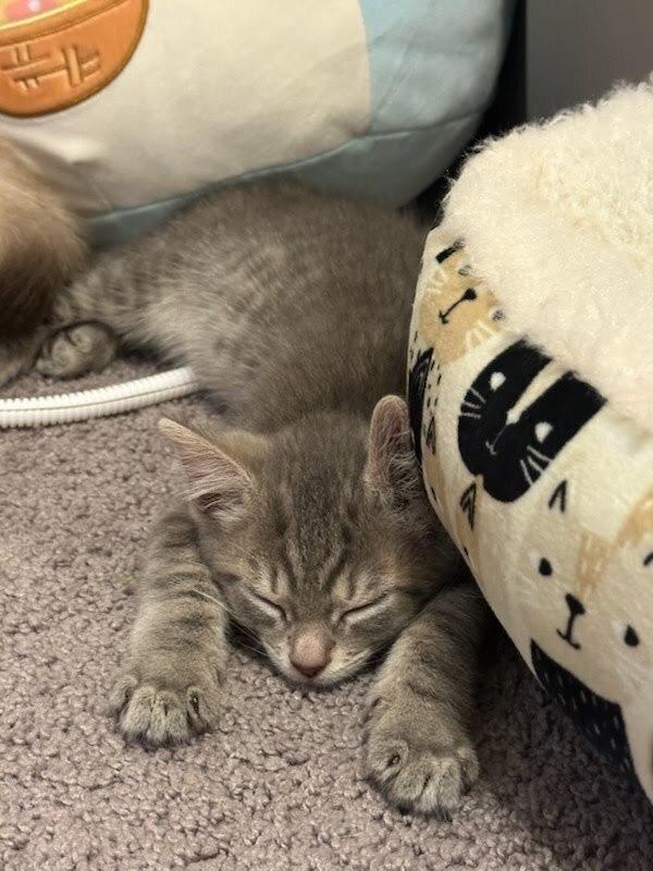 Ember, Adoptable, Kitten Female Domestic Short Hair.