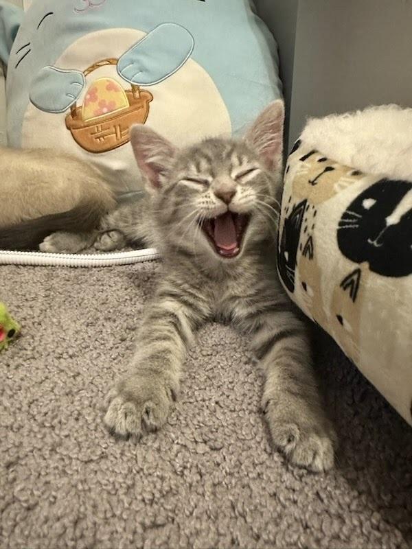 Ember, a Adoptable Domestic Short Hair in Patchogue, NY image 5/6