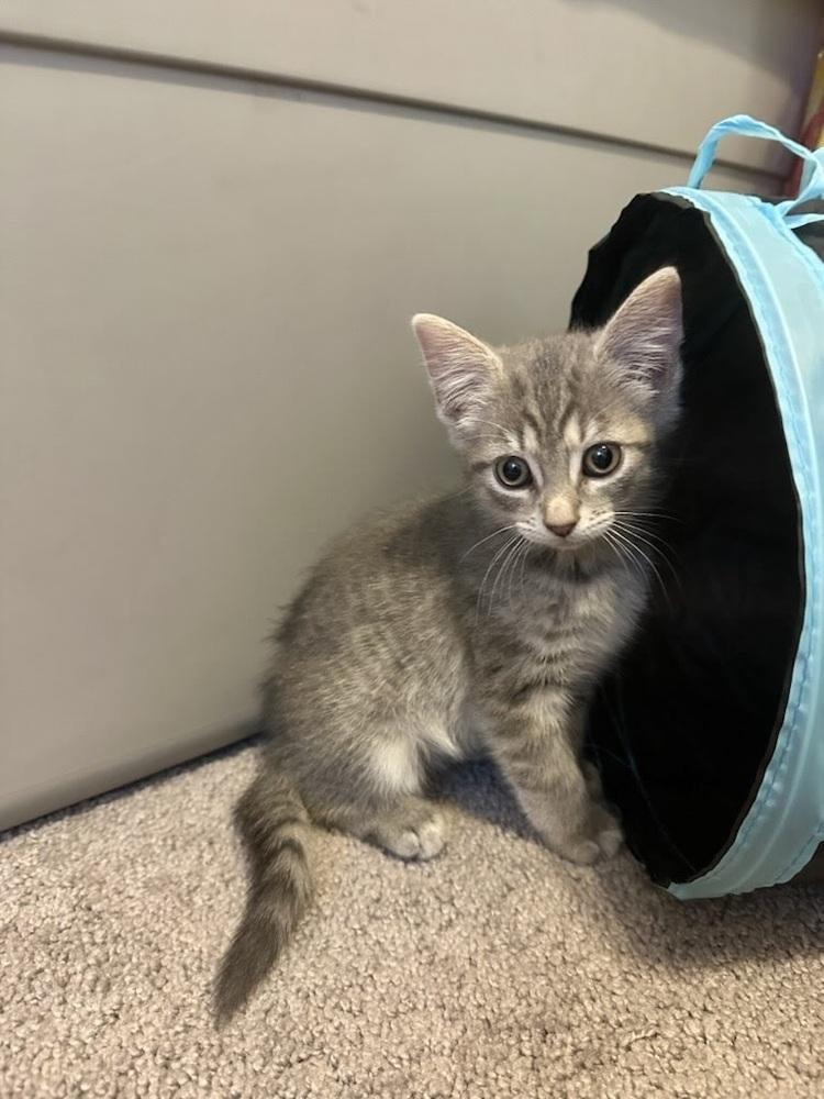 Ember, a Adoptable Domestic Short Hair in Patchogue, NY image 6/6