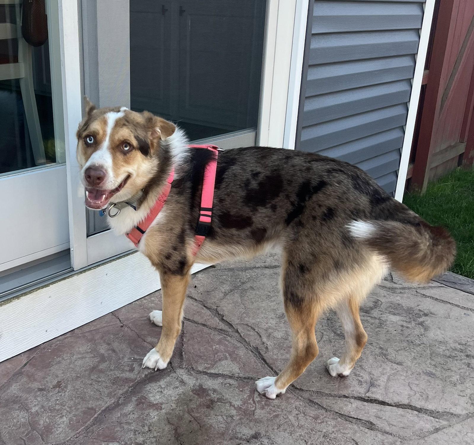 Enlarge SCOOTER, a Adoptable mixed breed in Amherst, OH image 1/3