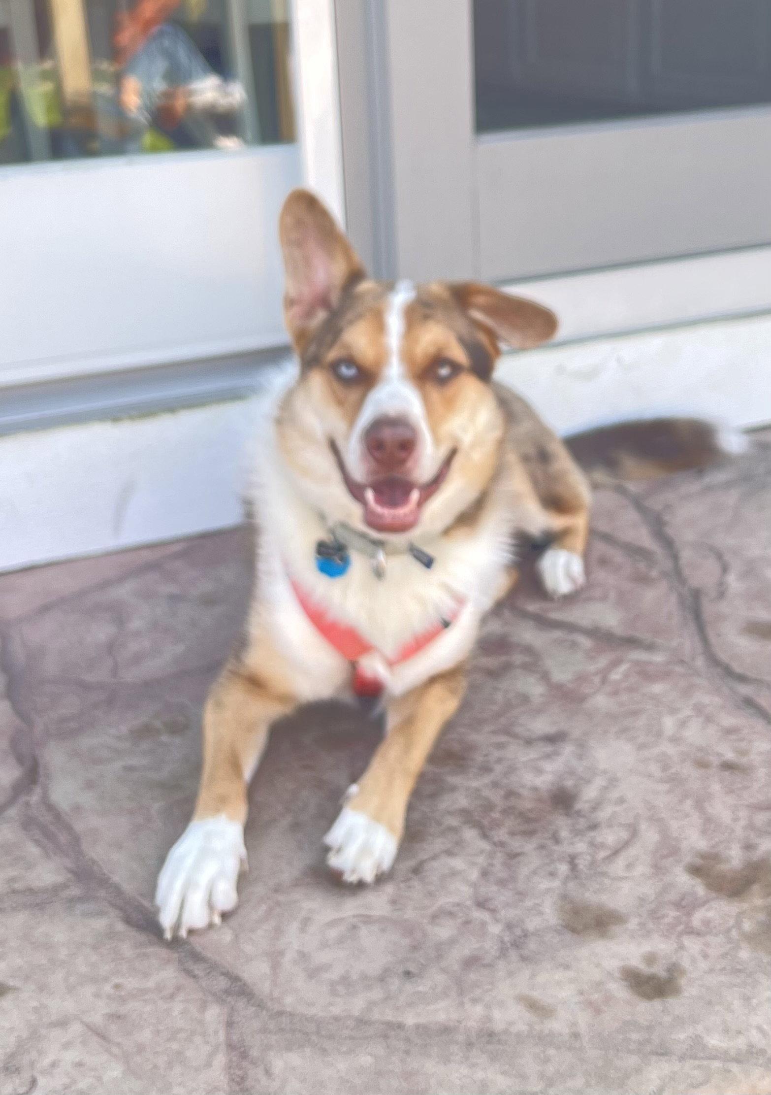 Enlarge SCOOTER, a Adoptable mixed breed in Amherst, OH image 3/3