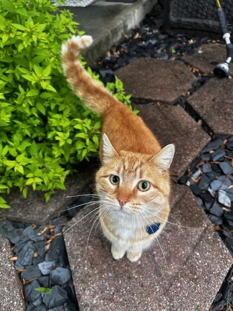 Gouda, a Adopted Domestic Short Hair in Findlay, OH image 3/4