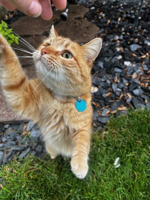 Gouda, a Adopted Domestic Short Hair in Findlay, OH image 2/4