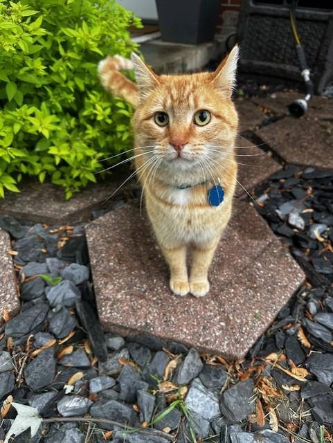 Gouda, a Adopted Domestic Short Hair in Findlay, OH image 4/4