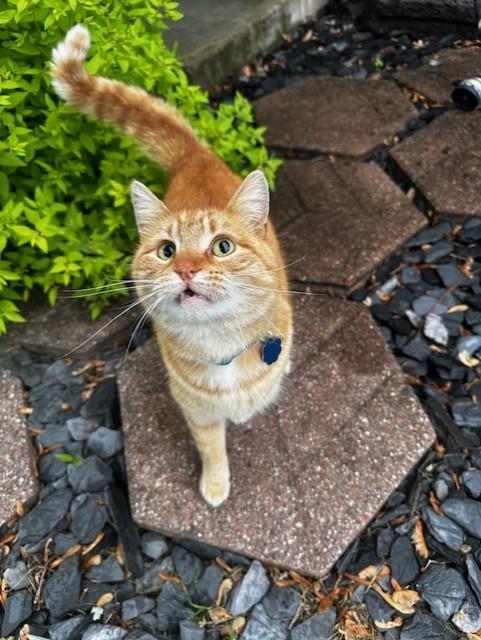 Gouda, Adopted, Young Female Domestic Short Hair.