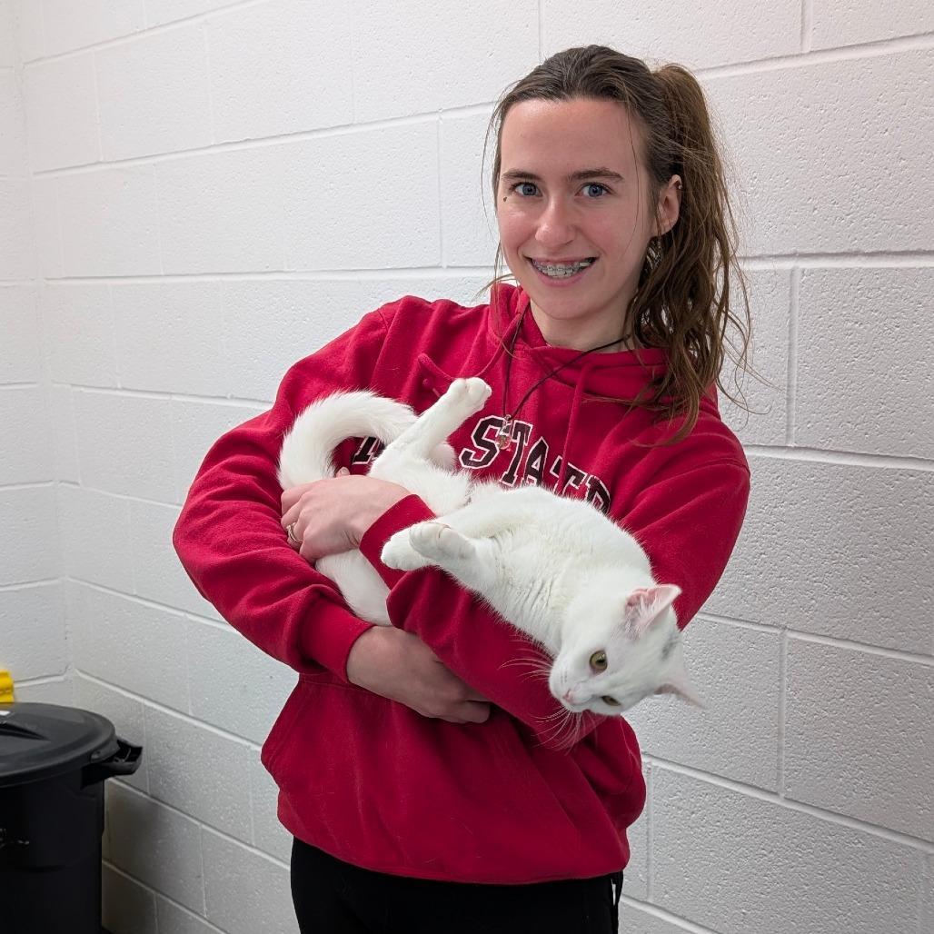 QTip, a Adoptable Domestic Short Hair in Walnut Cove, NC image 1/4