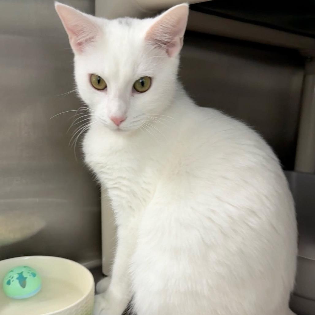 QTip, a Adoptable Domestic Short Hair in Walnut Cove, NC image 2/4