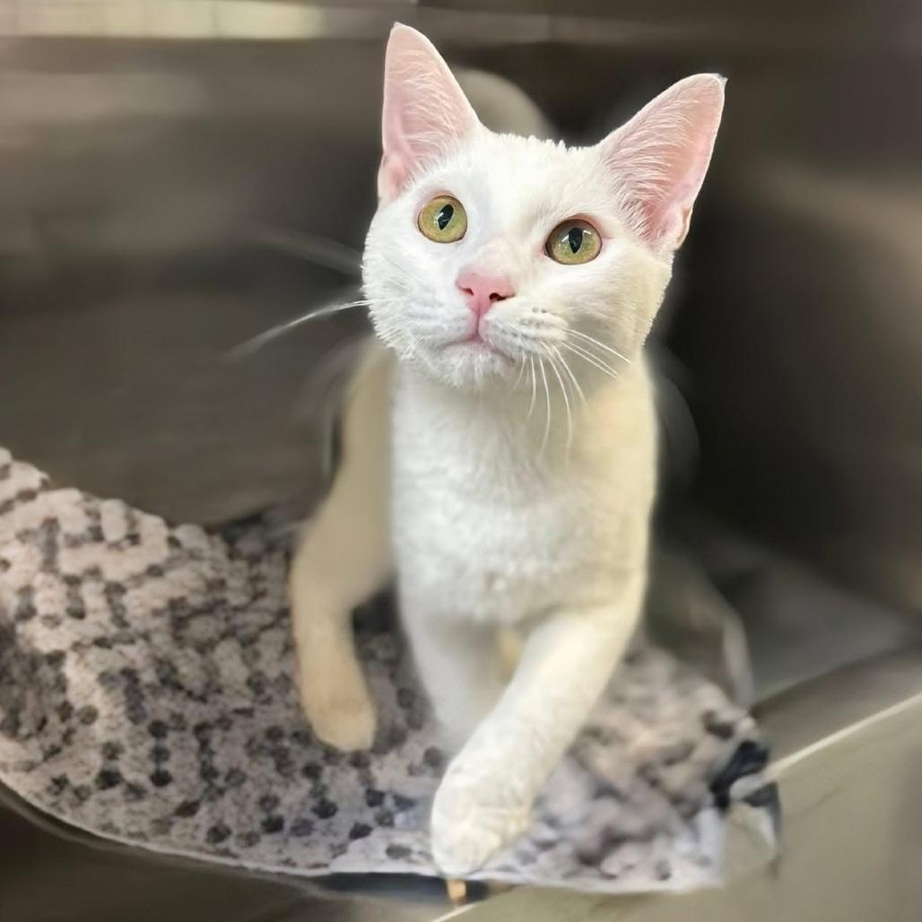 QTip, a Adoptable Domestic Short Hair in Walnut Cove, NC image 3/4