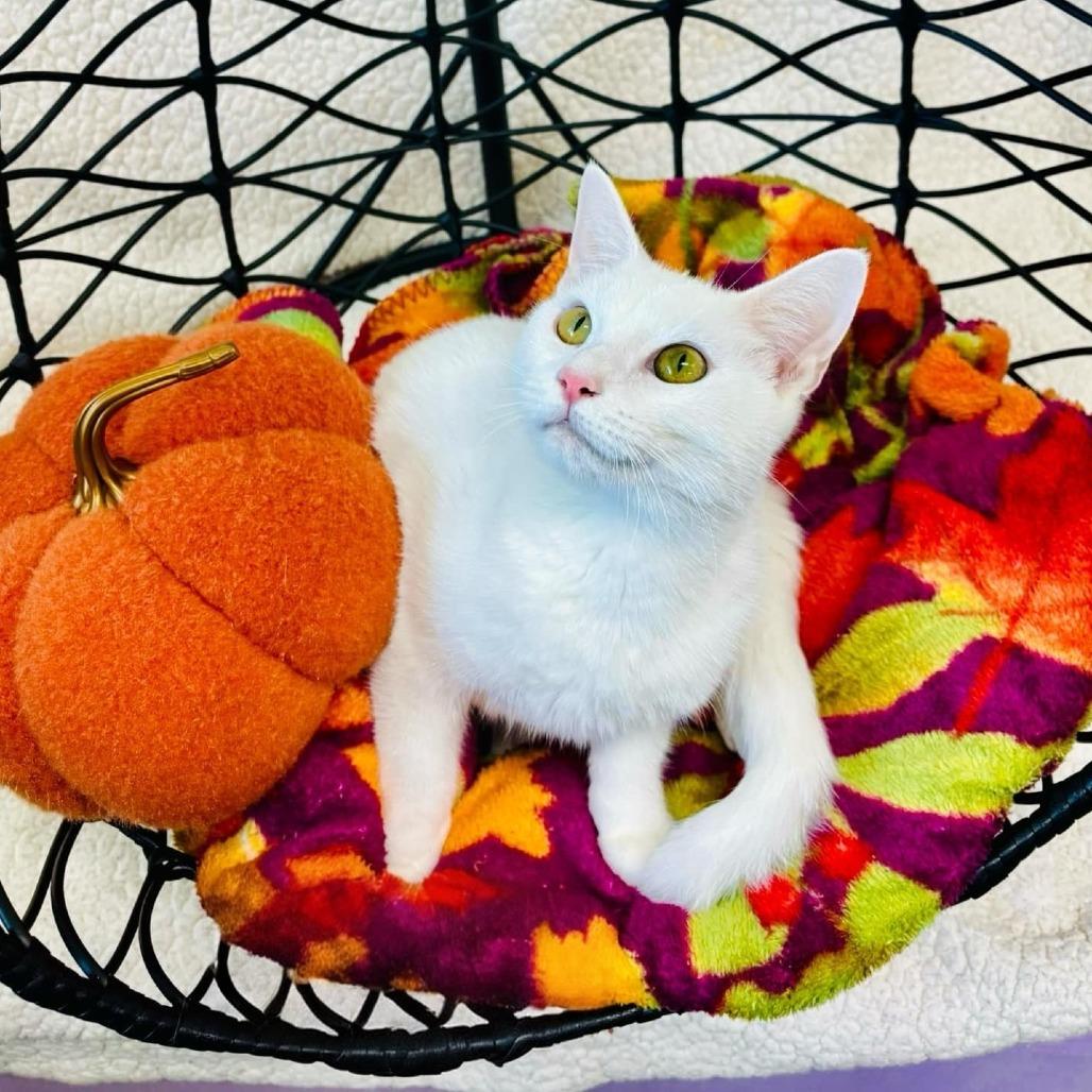 QTip, a Adoptable Domestic Short Hair in Walnut Cove, NC image 4/4