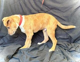 Spur, Adoptable, Puppy Male Catahoula Leopard Dog.