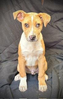 Enlarge Spur, a Adoptable Catahoula Leopard Dog in Pleasanton, TX image 2/3