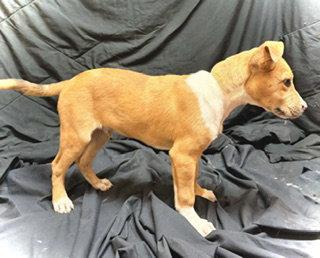 Enlarge Spur, a Adoptable Catahoula Leopard Dog in Pleasanton, TX image 3/3