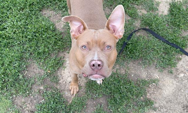 Enlarge SIOUXSIE, a Adoptable mixed breed in Omaha, NE image 1/1