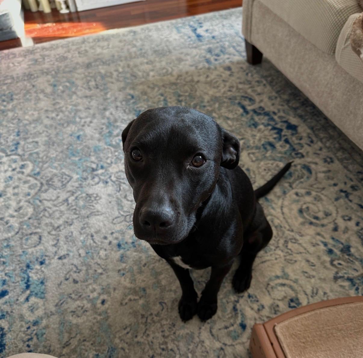 Enlarge Missy, a Adoptable mixed breed in Rochester, NY image 5/5