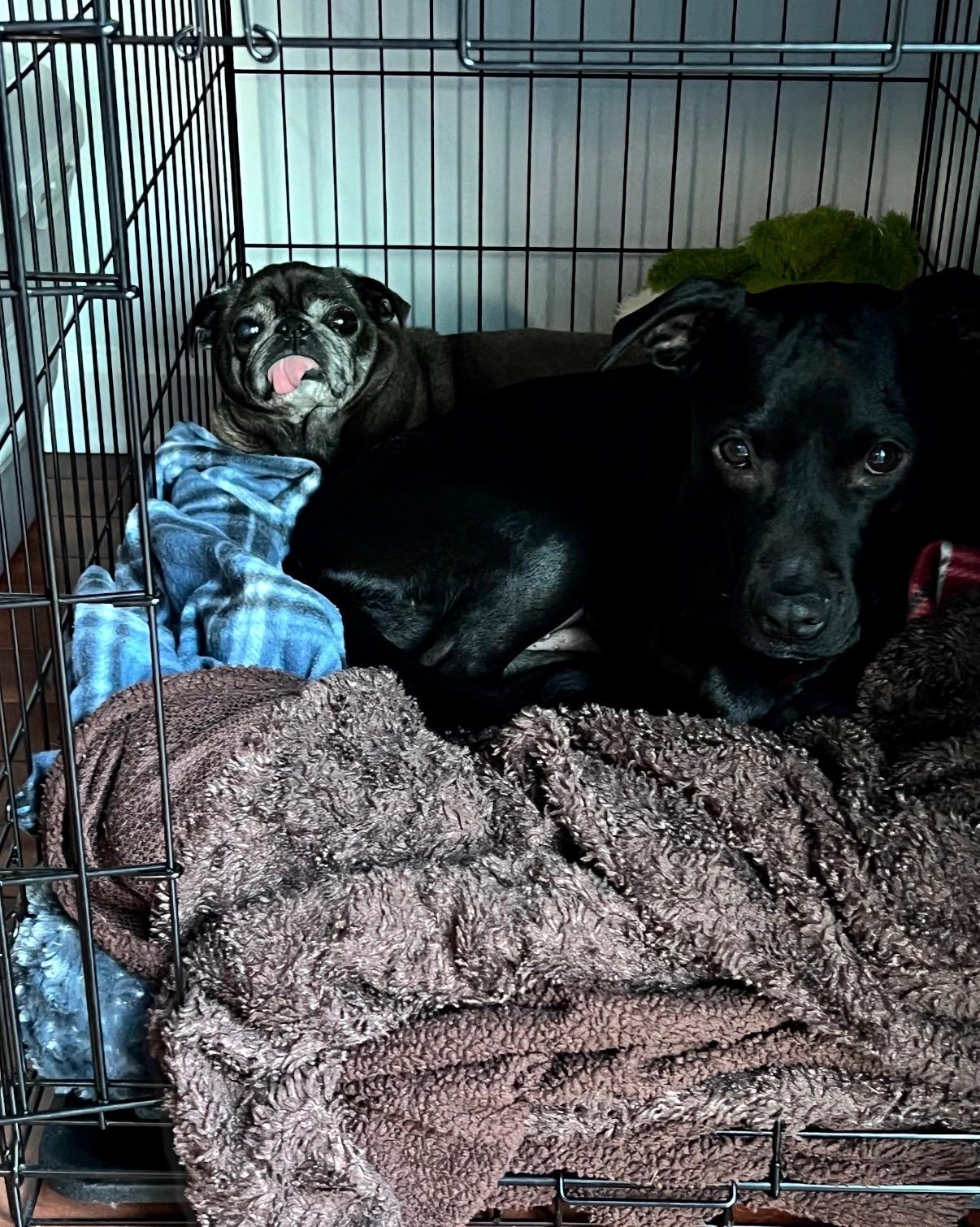 Enlarge Missy, a Adoptable mixed breed in Rochester, NY image 2/5