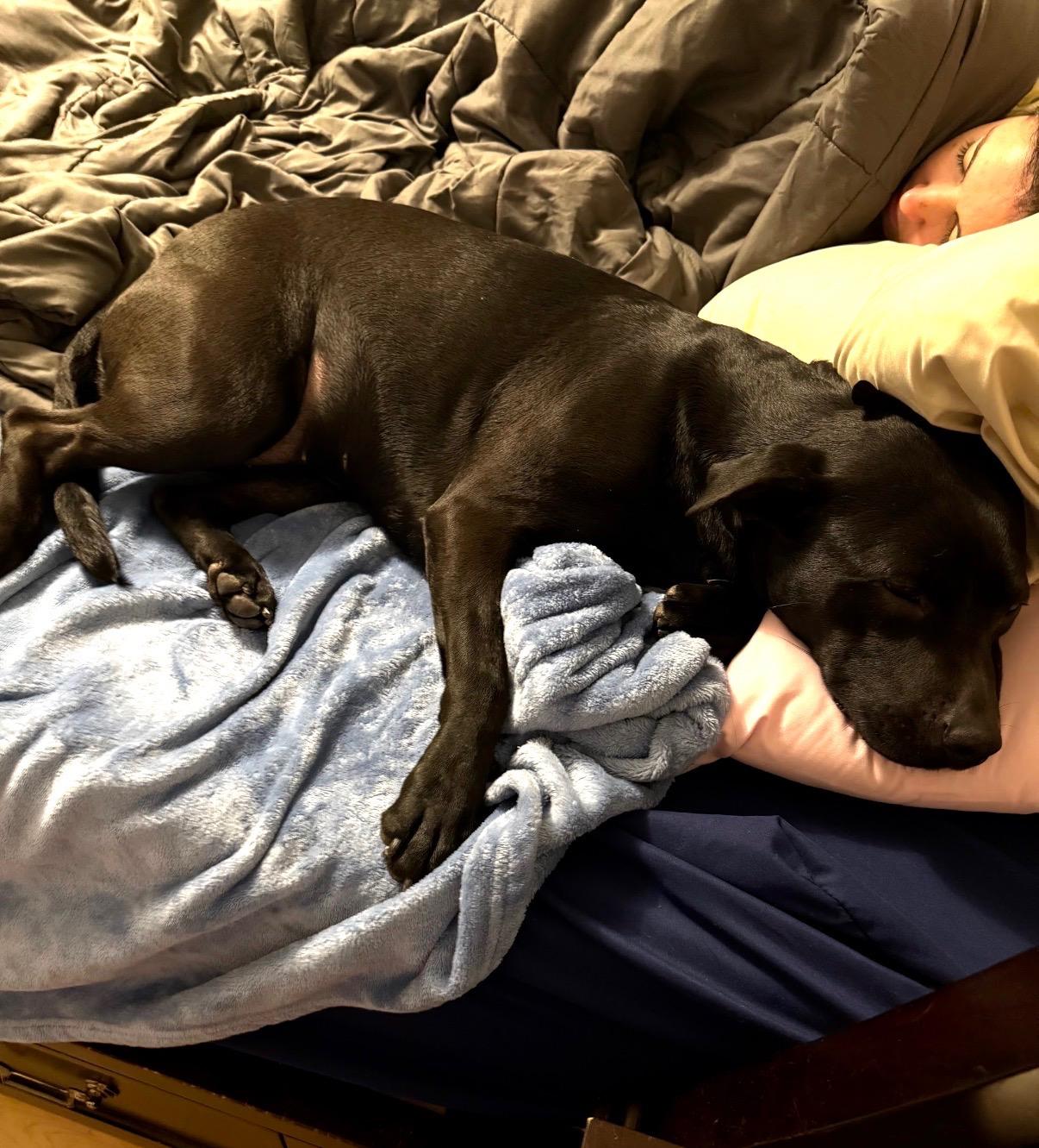 Enlarge Missy, a Adoptable mixed breed in Rochester, NY image 4/5
