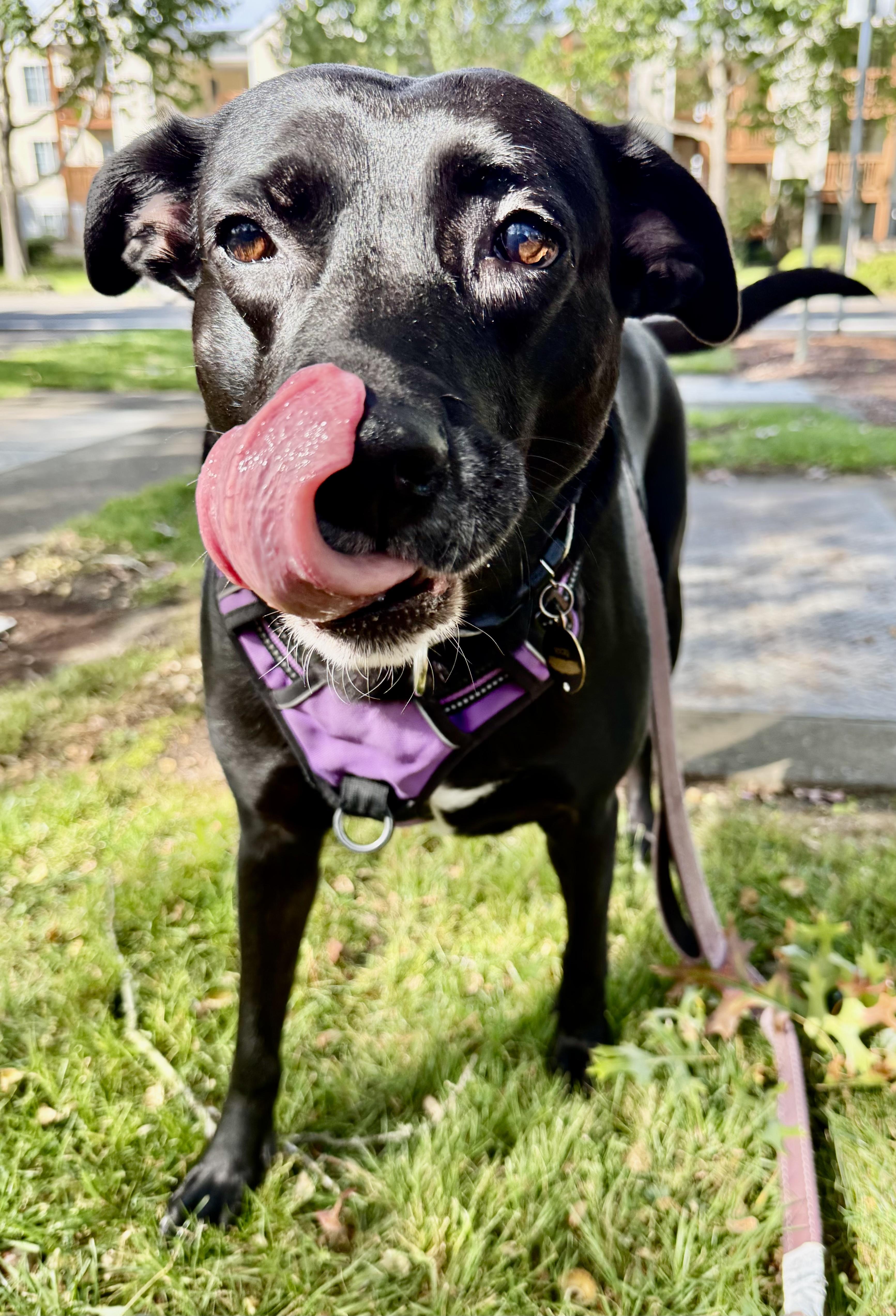 Rocky Girl: local dog, child and cat loving great dog!, a ADOPTABLE Black Labrador Retriever in Portland, OR image 1/6