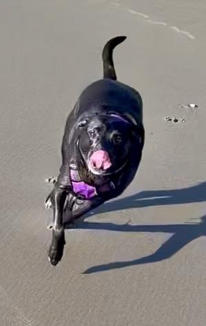 Rocky Girl: local dog, child and cat loving great dog!, a ADOPTABLE Black Labrador Retriever in Portland, OR image 2/6