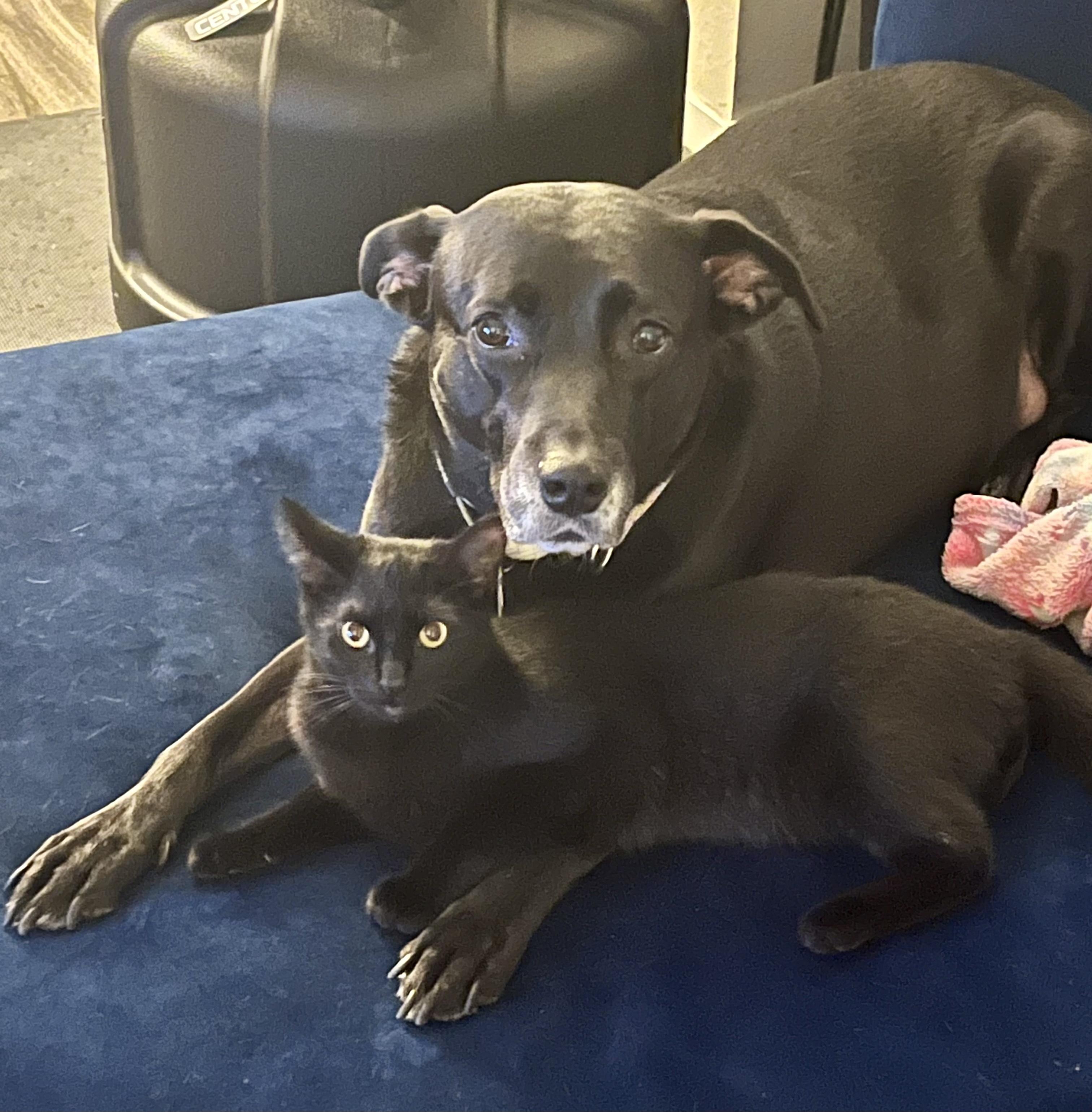 Rocky Girl: local dog, child and cat loving great dog!, a ADOPTABLE Black Labrador Retriever in Portland, OR image 3/6