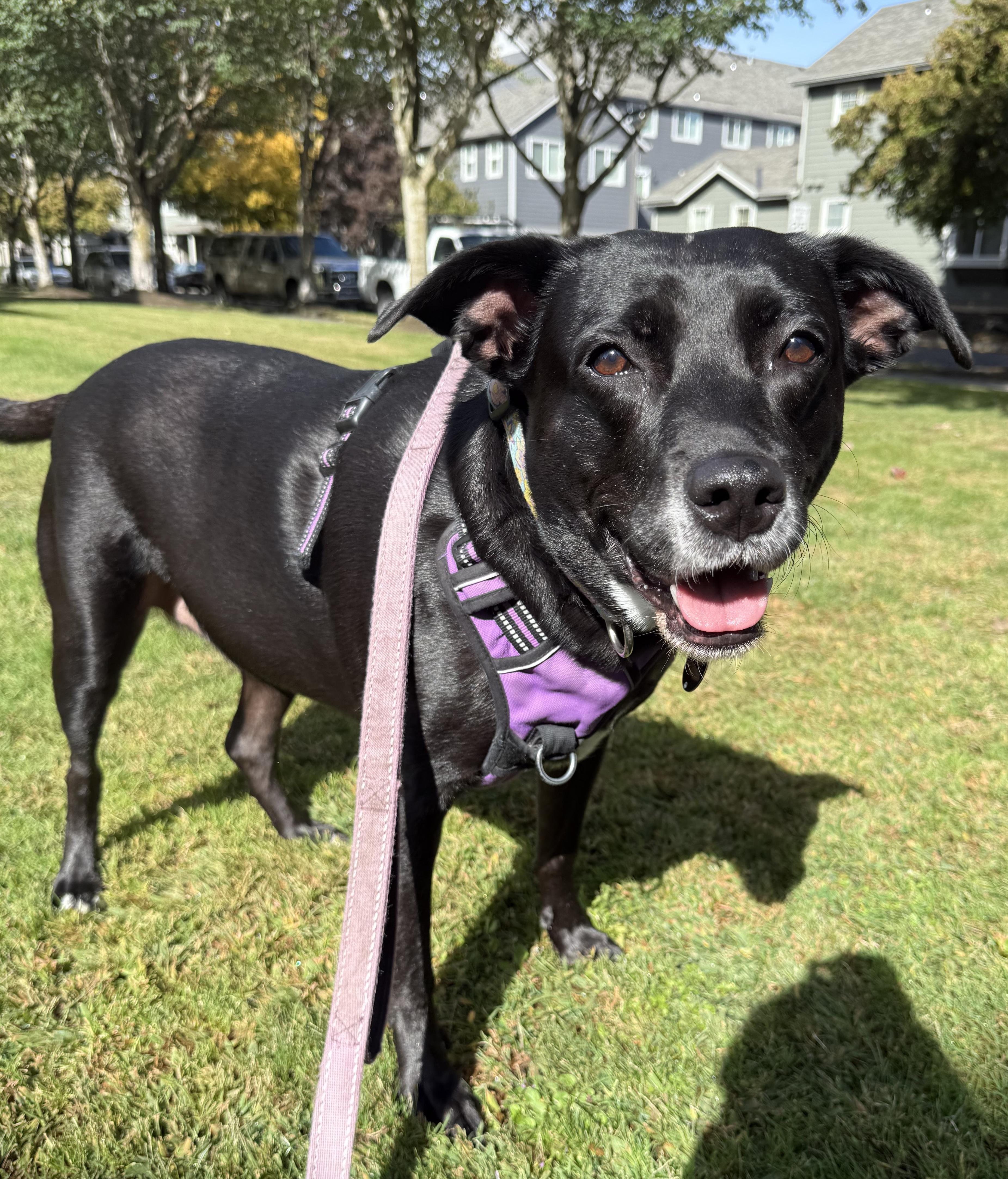 Rocky Girl: local dog, child and cat loving great dog!, a ADOPTABLE Black Labrador Retriever in Portland, OR image 4/6