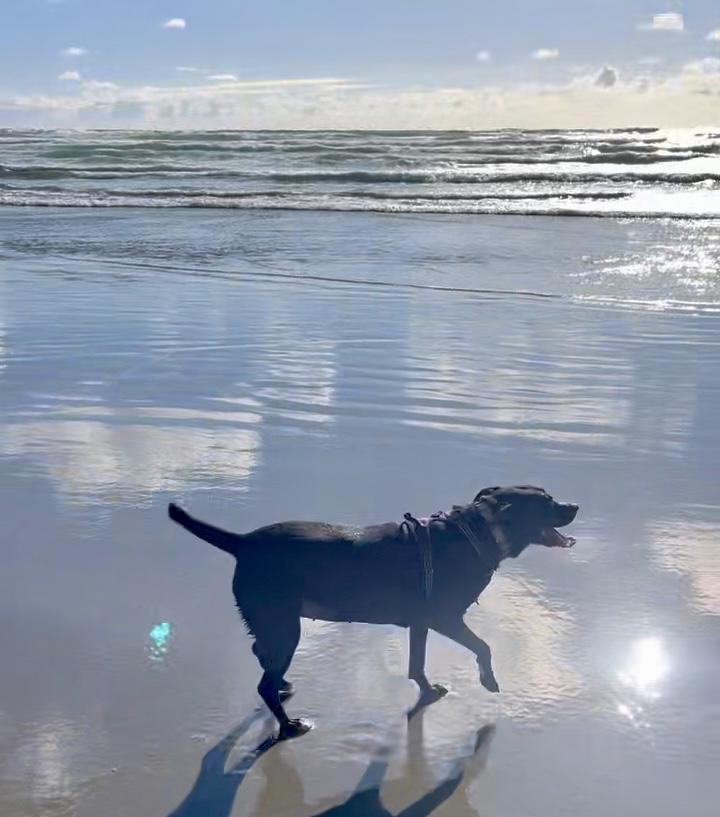 Rocky Girl: local dog, child and cat loving great dog!, a ADOPTABLE Black Labrador Retriever in Portland, OR image 5/6