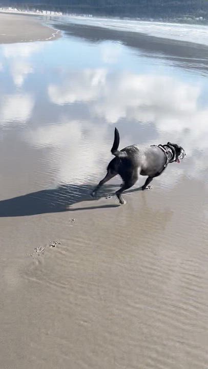 Enlarge Rocky Girl: local dog, child and cat loving great dog!, a ADOPTABLE Black Labrador Retriever in Portland, OR video 6/6