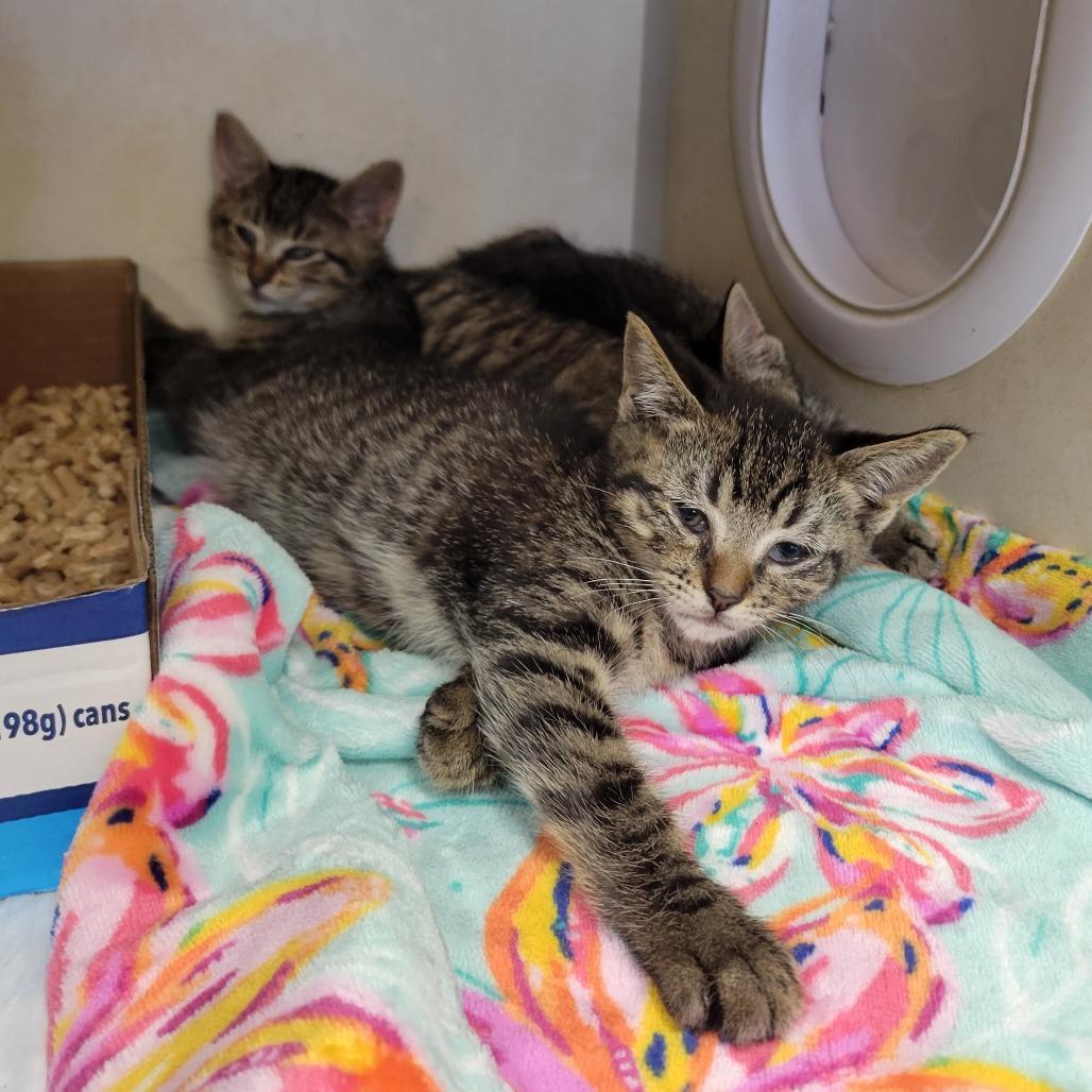 Babo Botanicals, Adoptable, Kitten Female Domestic Short Hair.