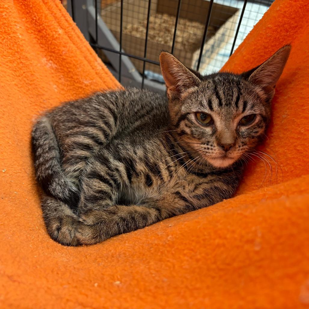 Babo Botanicals, a Adoptable Domestic Short Hair in Westminster, CA image 2/2