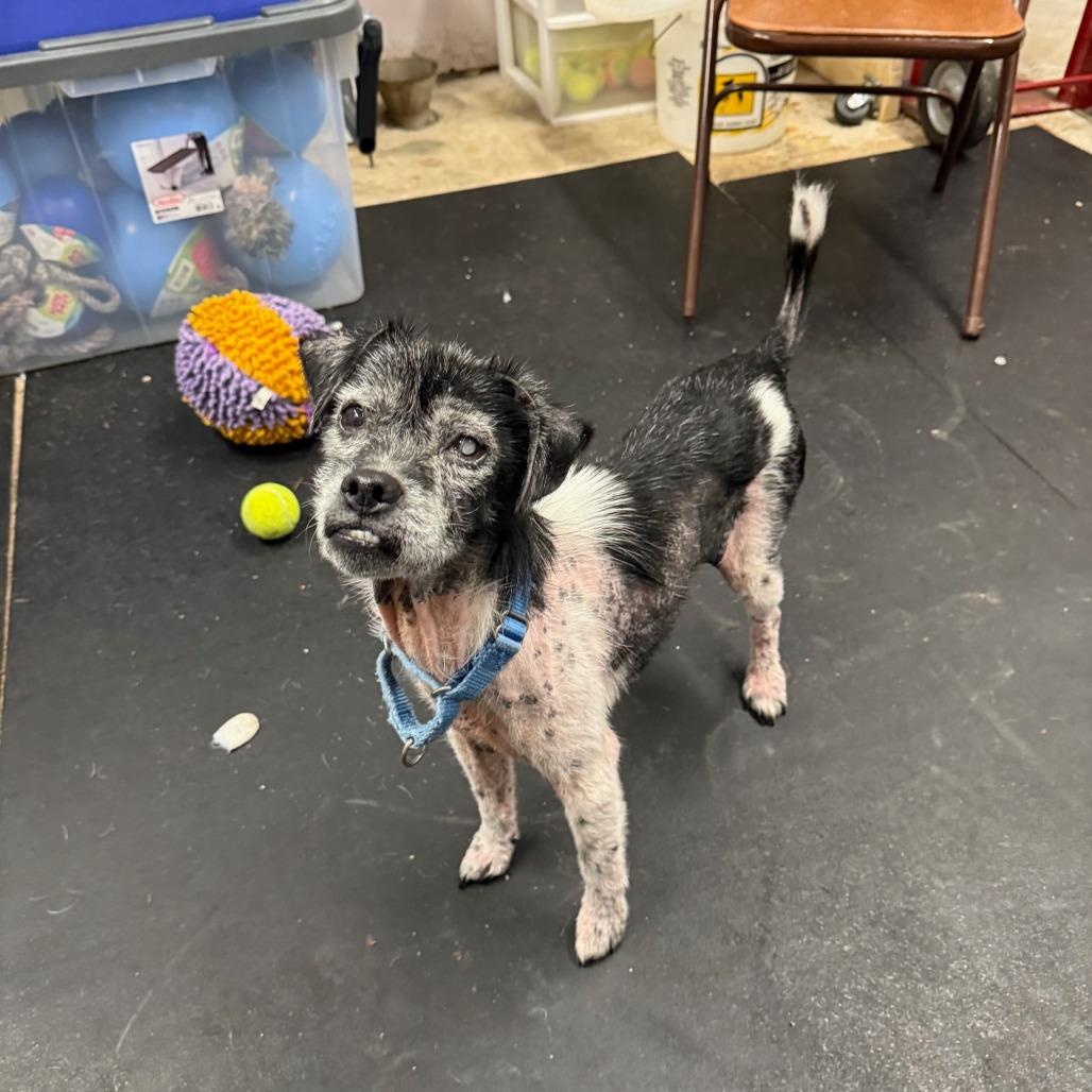 Enlarge Roy-Sweet senior boy, a ADOPTABLE mixed breed in Oshkosh, WI image 6/6