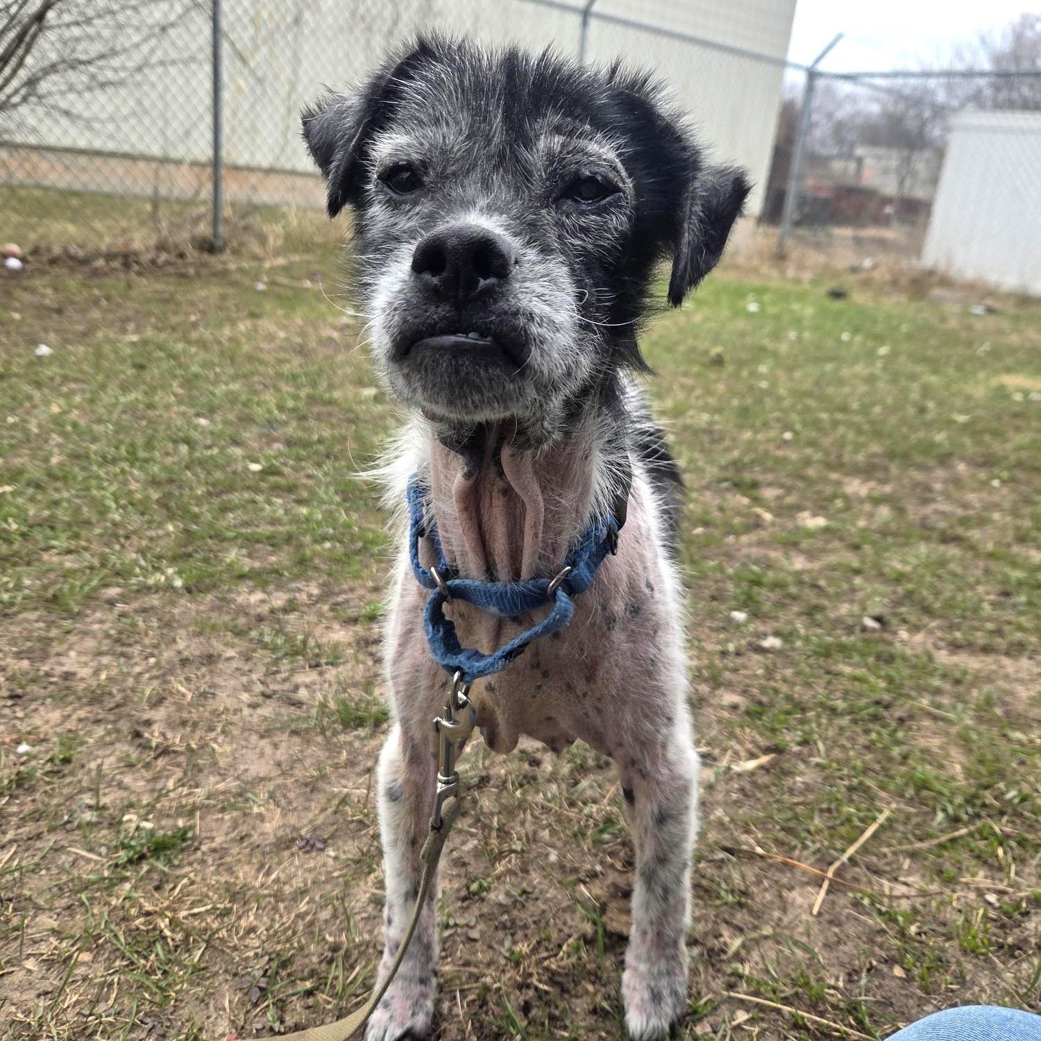Enlarge Roy-Sweet senior boy, a ADOPTABLE mixed breed in Oshkosh, WI image 3/3
