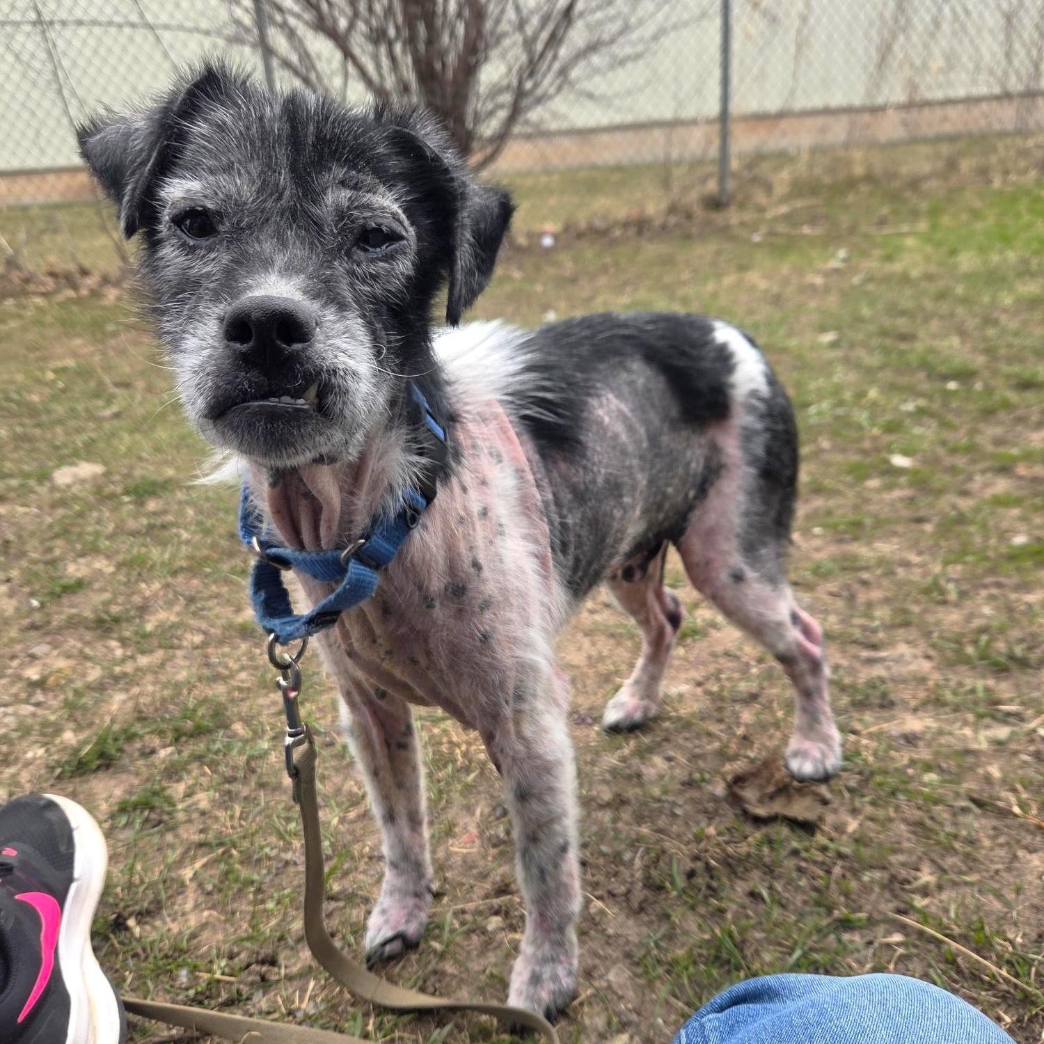 Roy-Sweet senior boy, ADOPTABLE, Senior Male Mixed Breed.