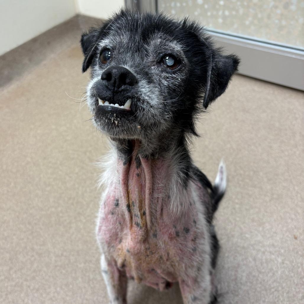 Enlarge Roy-Sweet senior boy, a ADOPTABLE mixed breed in Oshkosh, WI image 4/6