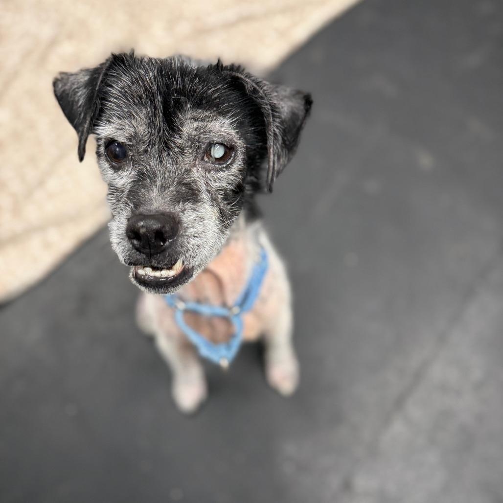 Enlarge Roy-Sweet senior boy, a ADOPTABLE mixed breed in Oshkosh, WI image 5/6
