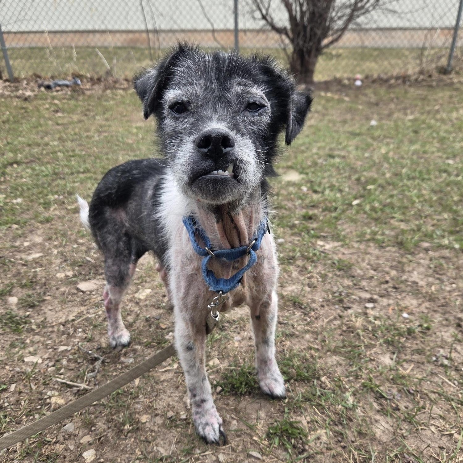 Enlarge Roy-Sweet senior boy, a ADOPTABLE mixed breed in Oshkosh, WI image 2/3