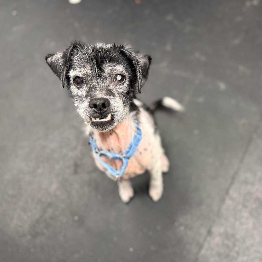 Roy-Sweet senior boy, ADOPTABLE, Senior Male Mixed Breed.
