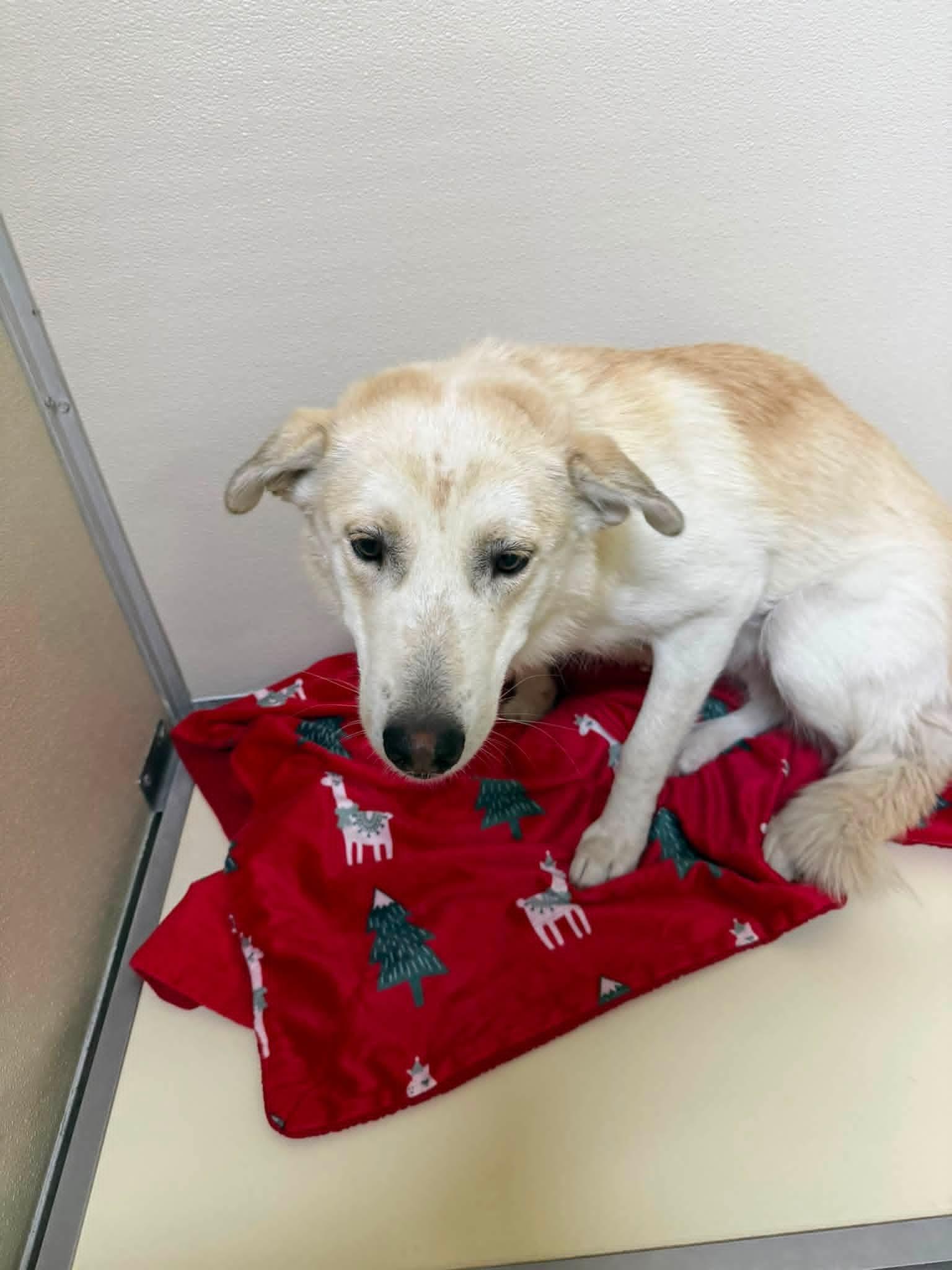 Willow, a ADOPTABLE Mixed Breed in Rawlins, WY image 2/2