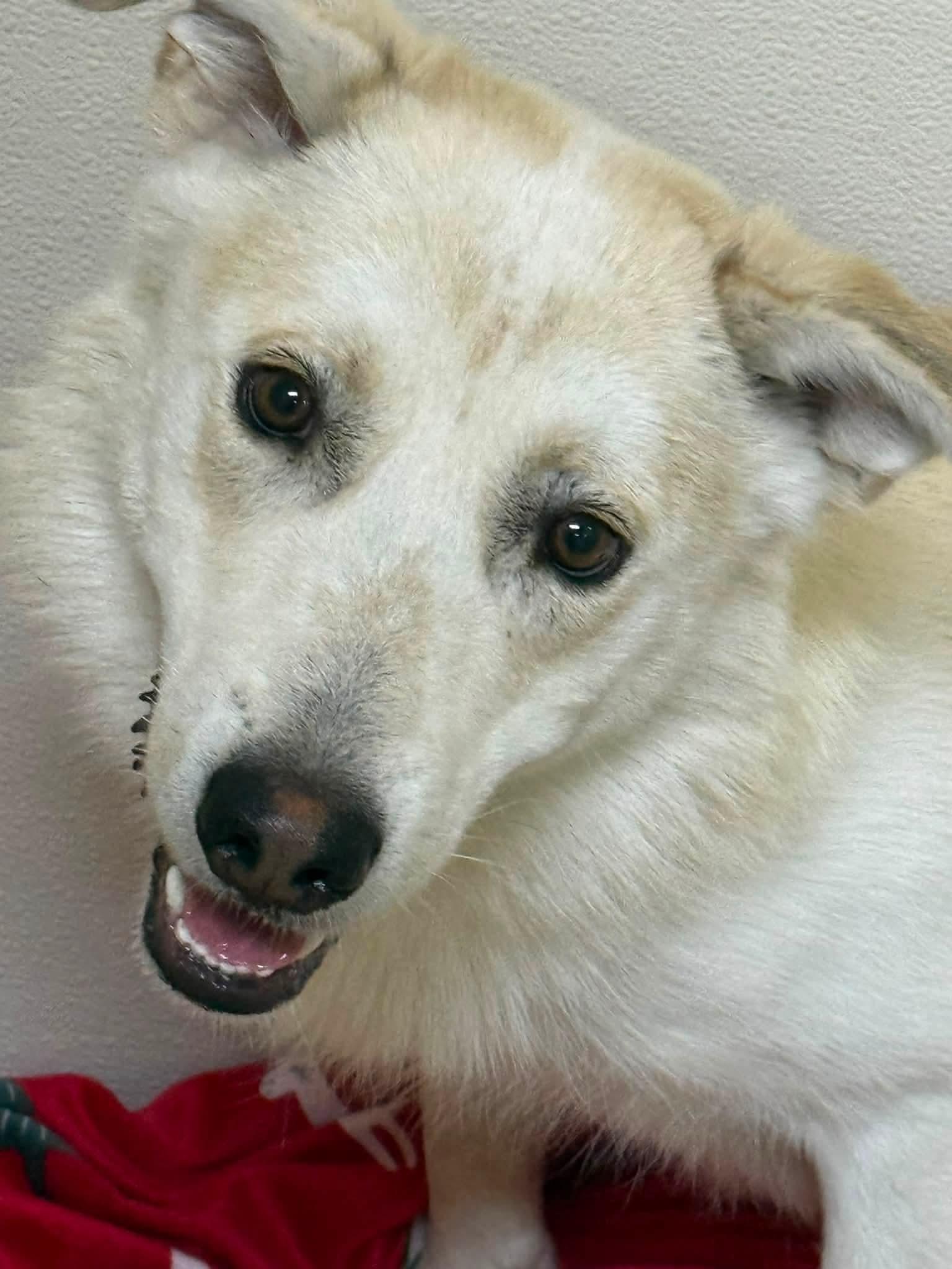 Willow, a ADOPTABLE Mixed Breed in Rawlins, WY image 1/2