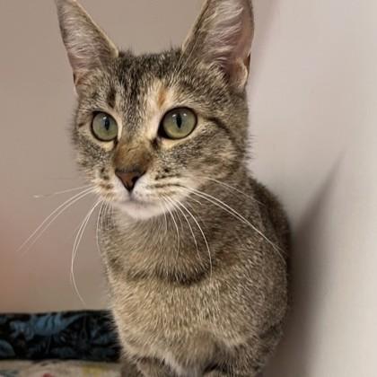 Mama Kitty, Adoptable, Adult Female Domestic Short Hair & Domestic Short Hair.